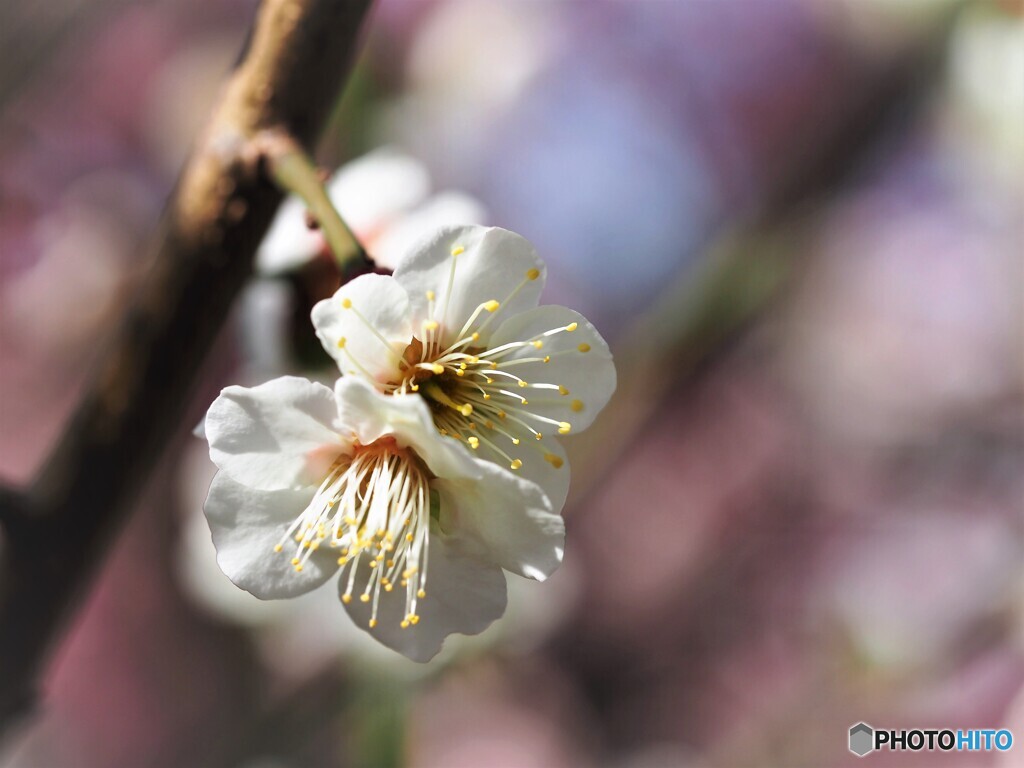 まだ綺麗に咲いてるよ、、、。