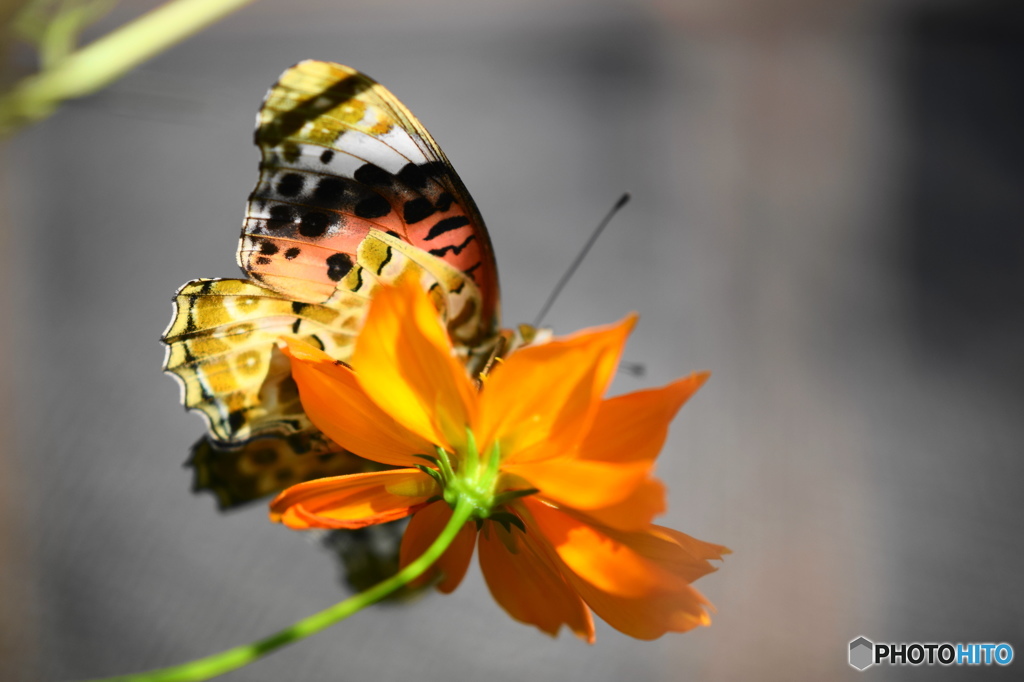 ツマグロヒョウモンの舞－２ 