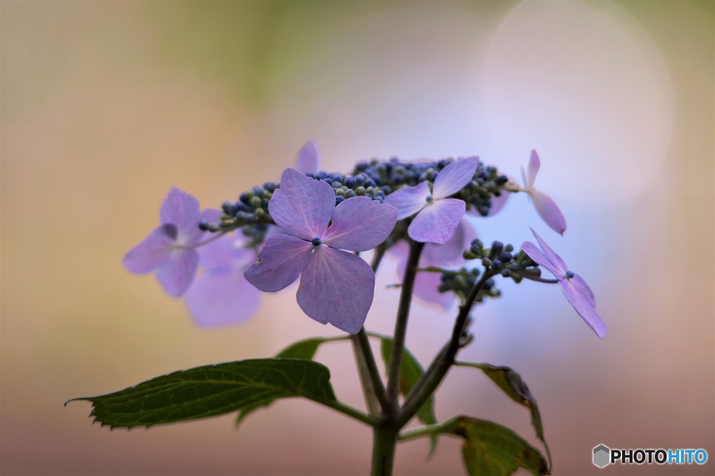 季節の花に思う、、、ⅲ