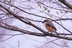 桜見物、、、。