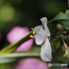 常磐露草