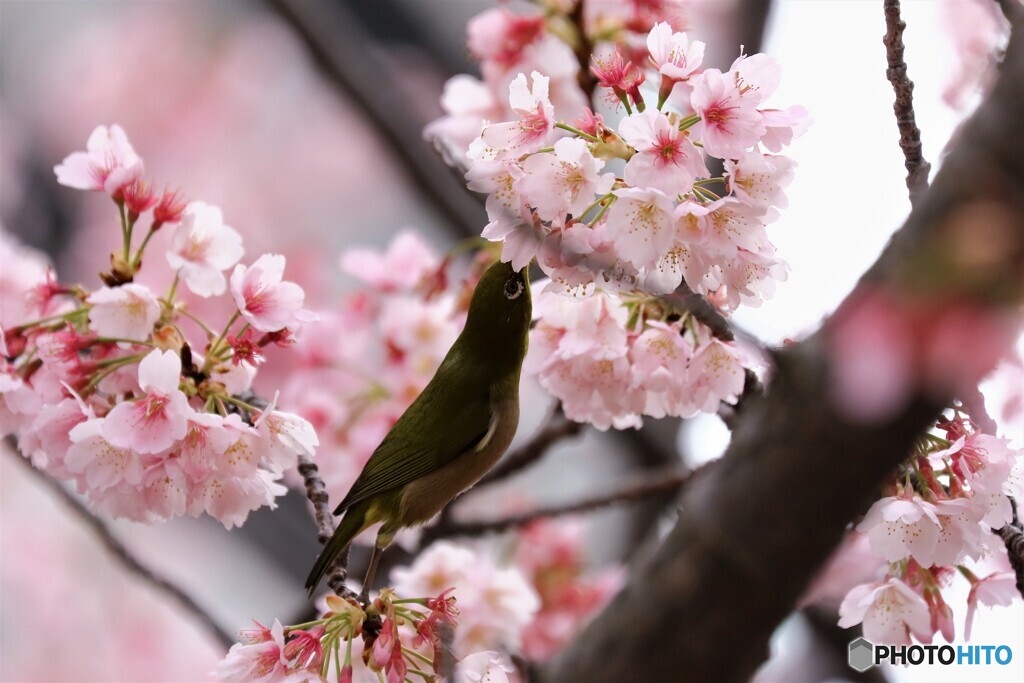 3年前の大寒桜とメジロ