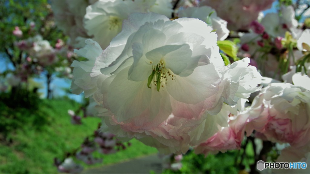 平成最後を咲く桜達～lxvii
