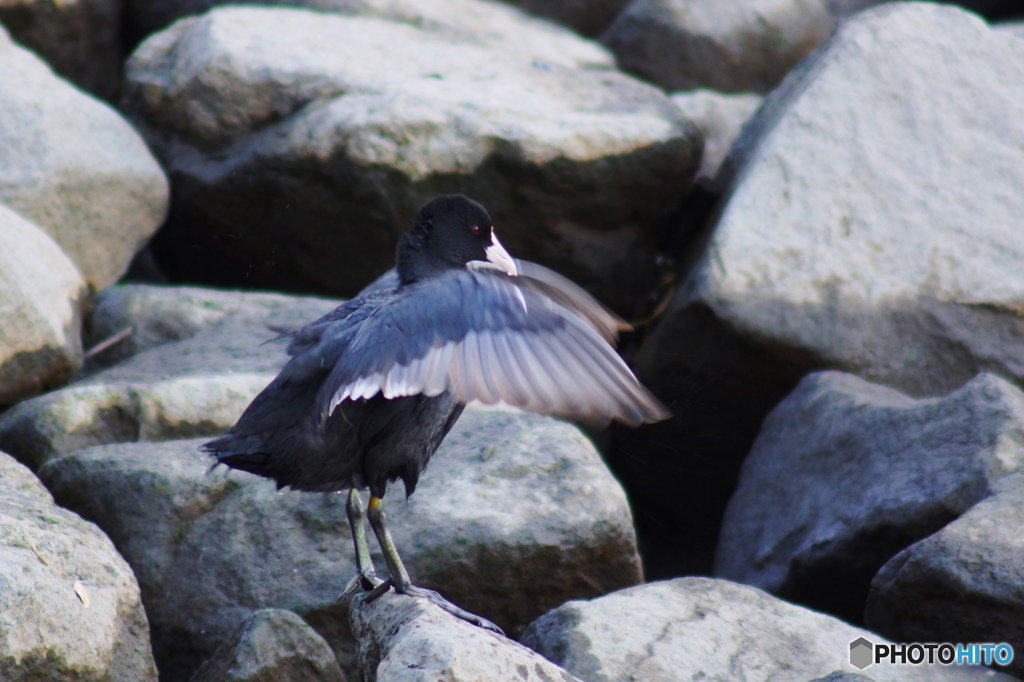 隅田川の渡り鳥－４