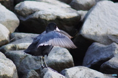 隅田川の渡り鳥－４