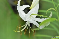 雫の百合