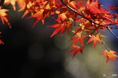 師走の紅葉