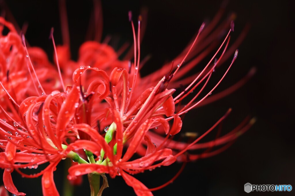 曼珠沙華の涙～ⅱ