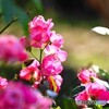 四季咲きの薔薇