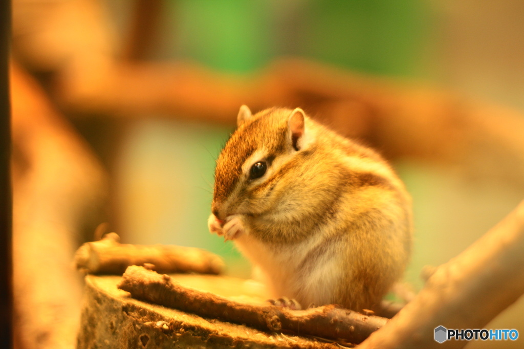 生物園の仲間ー４