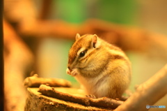 生物園の仲間ー４