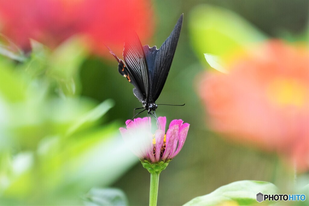 黒の魅力～Ⅳ