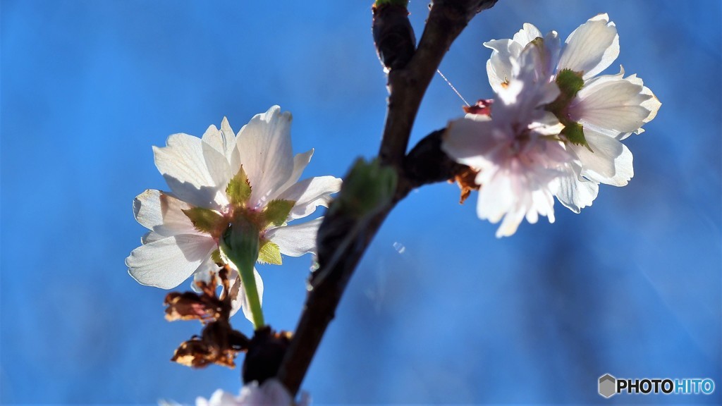 師走の桜見物～Ⅴ