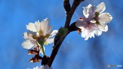 師走の桜見物～Ⅴ