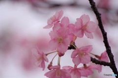 河津さくラ～、、、ⅲ