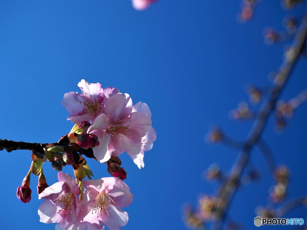 ２０２１桜だより～ⅳ
