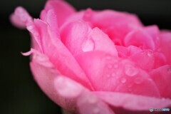 雨上がり薔薇達、、、ⅲ