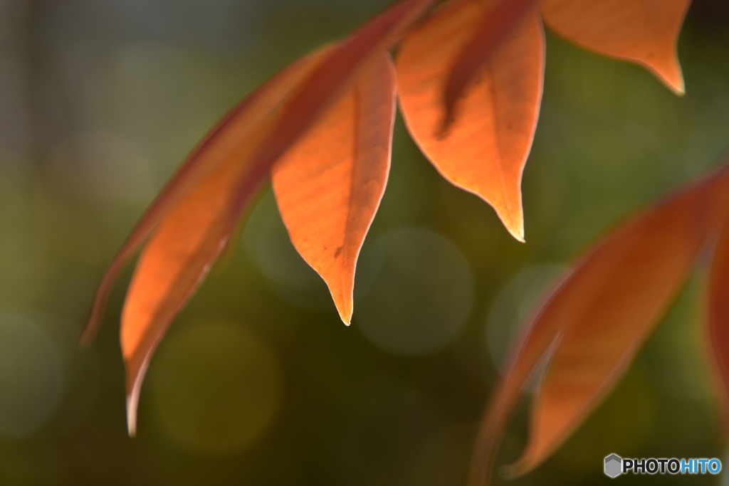 紅葉、、、。