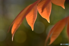 紅葉、、、。