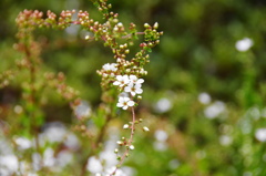 春の入り口 (６)