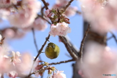 春物語ーⅢ