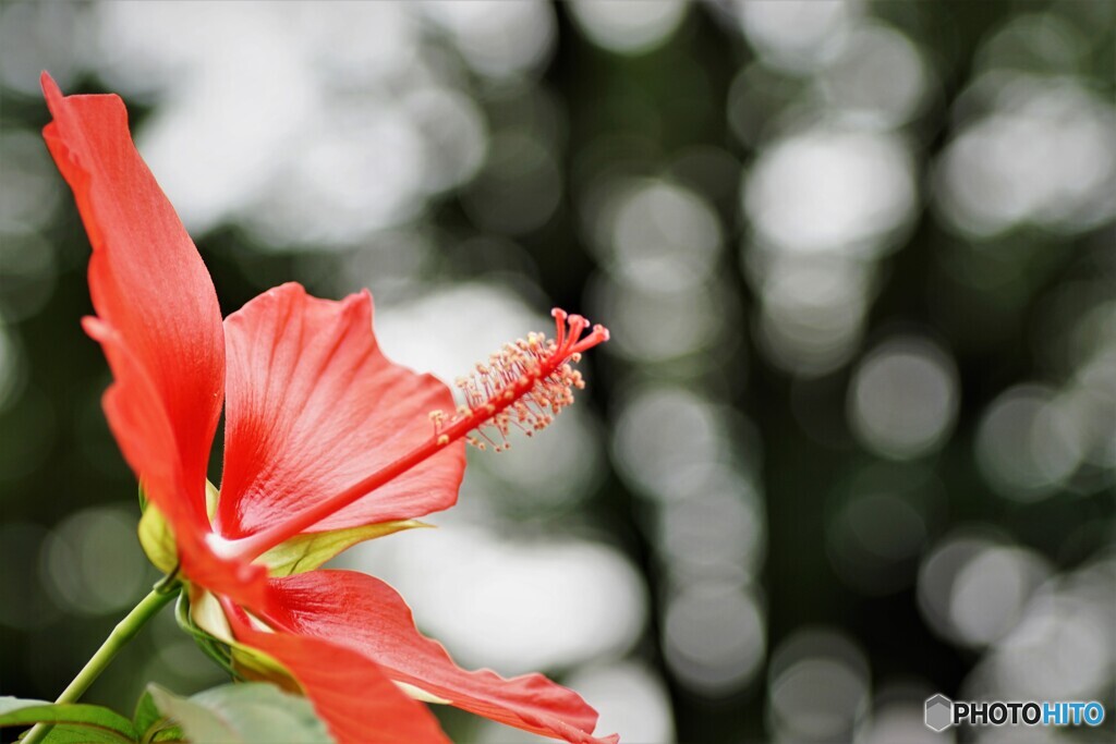 紅蜀葵