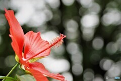 紅蜀葵