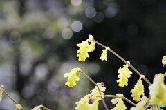 土佐水木