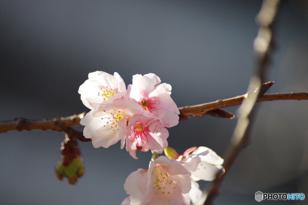 如月花ー30