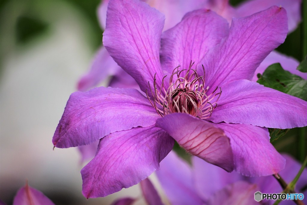 Ｈ．Ｆ．ヤング