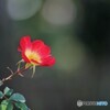 秋のカクテル、、、。