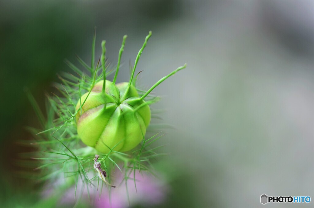 ベランダ華～ⅱ