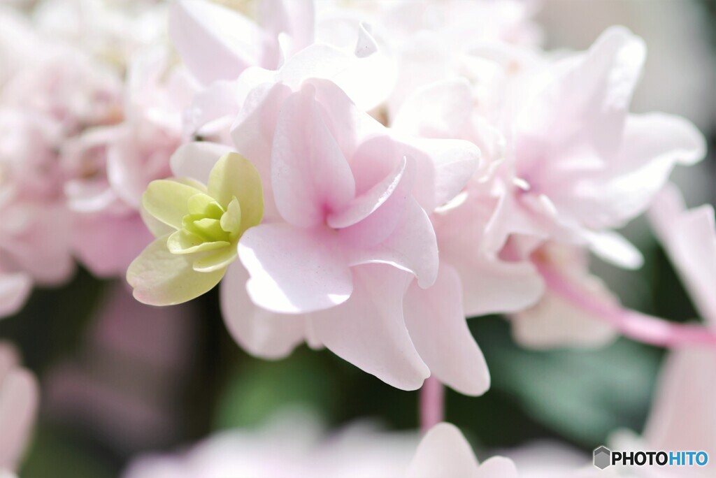 ベランダ華～ⅵ