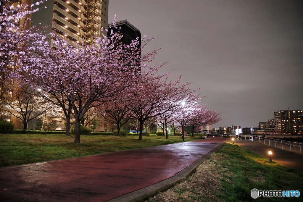 オオカンザクラ夜桜～ⅴ