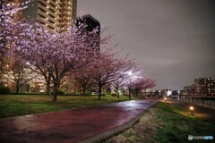 オオカンザクラ夜桜～ⅴ