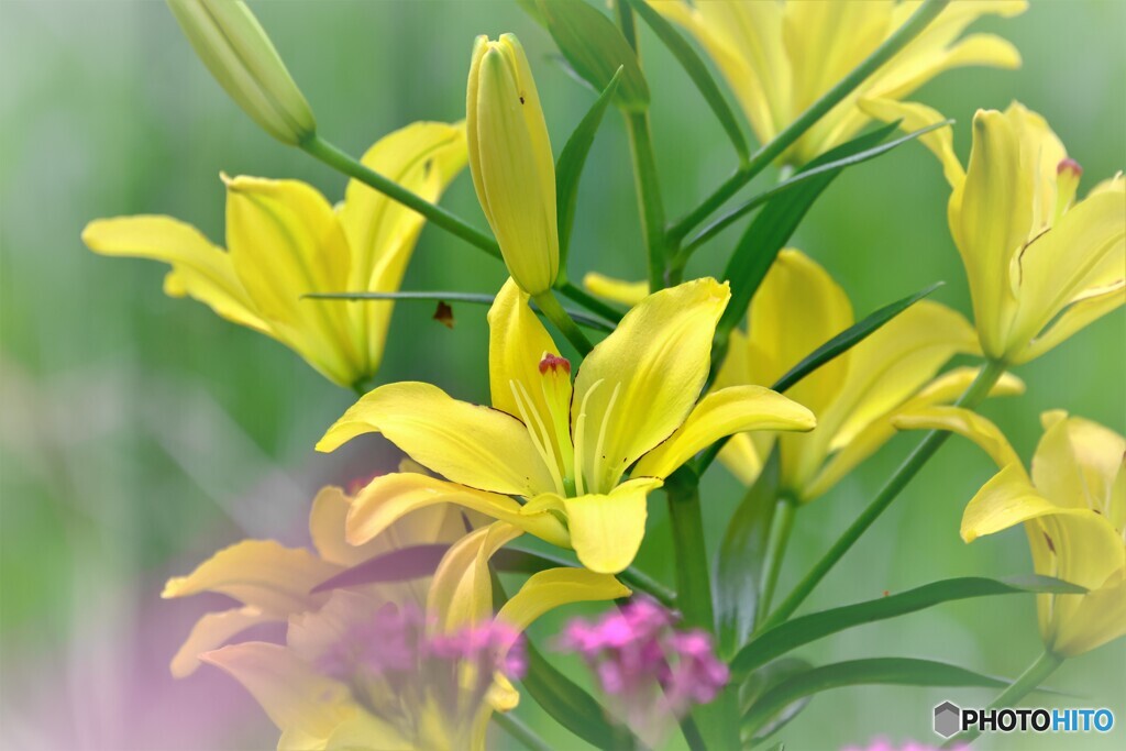 この花の季節