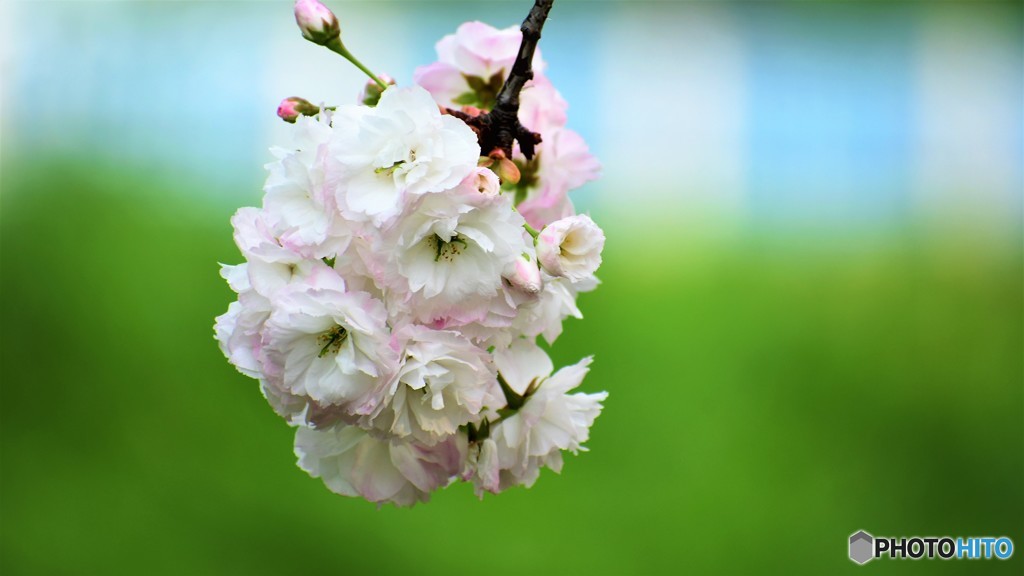 平成最後を咲く桜達～lxxviii