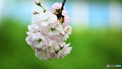 平成最後を咲く桜達～lxxviii