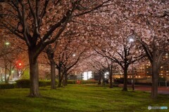 ３年前の夜桜