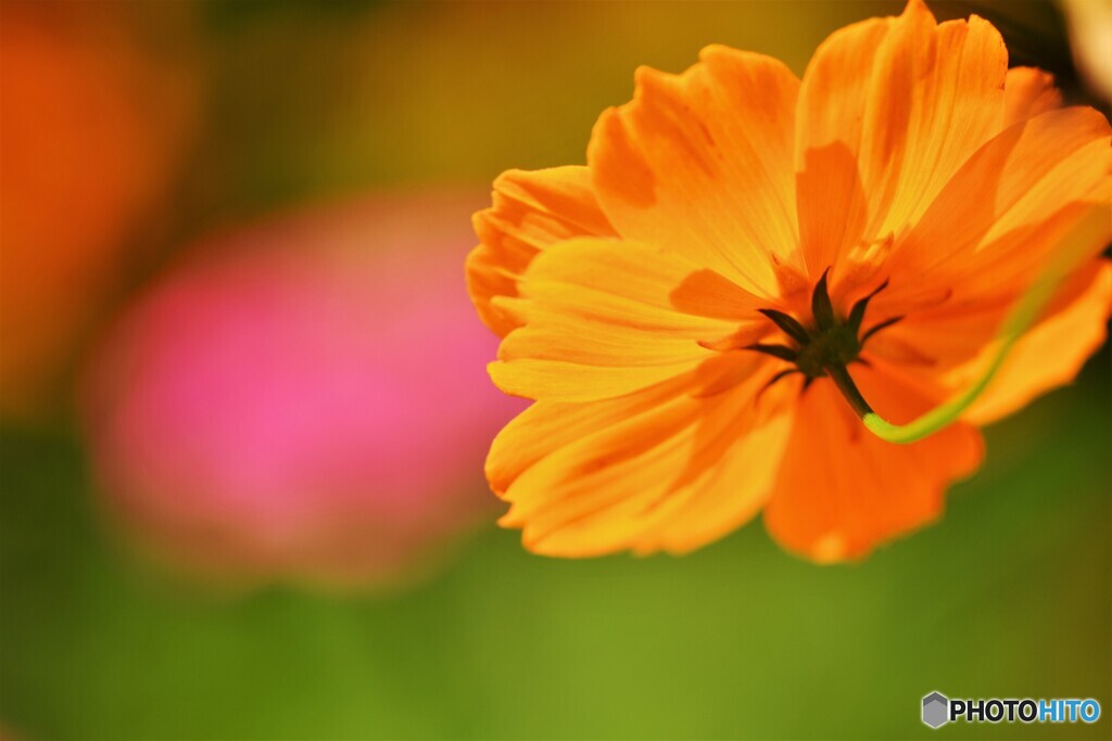 黄花
