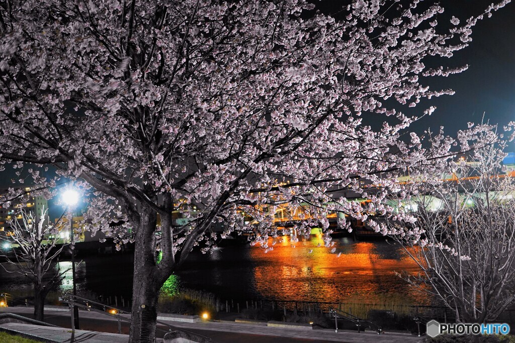 オオカンザクラ夜桜～ⅸ