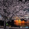オオカンザクラ夜桜～ⅸ