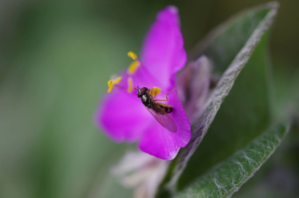 秋花と蜂