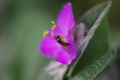 秋花と蜂
