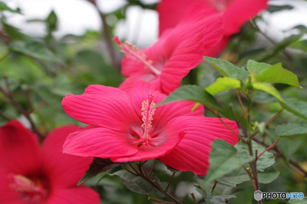 タイタンビスカス