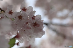 卯月桜ー江戸彼岸ー１