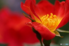 皐月花ー薔薇ー５