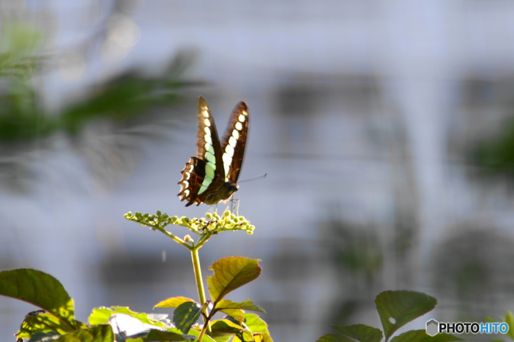 アオスジアゲハ－１