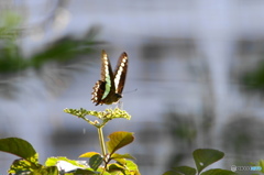 アオスジアゲハ－１