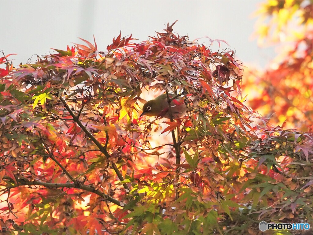 紅葉狩り